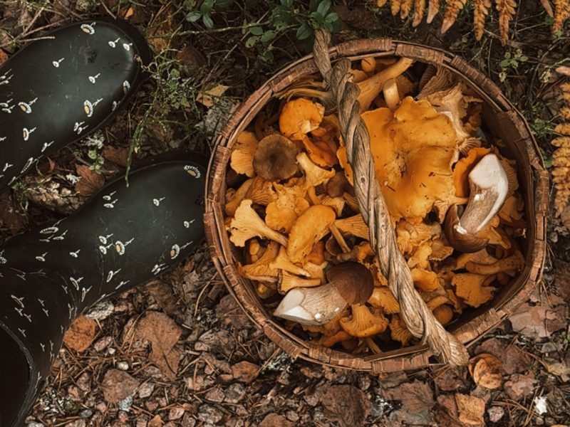 Kulhollinen kanttarelleja metsan pohjalla